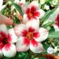 Desert Rose White & Red Bi-Color Single Petals 2 seeds