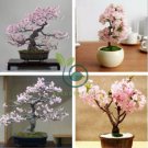 Mini Bonsai Sakura Flower 20 seeds