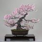 Mini Bonsai Sakura Flower 20 seeds