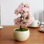 Mini Bonsai Sakura Flower 20 seeds