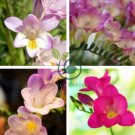 Freesia Flower 40 seeds