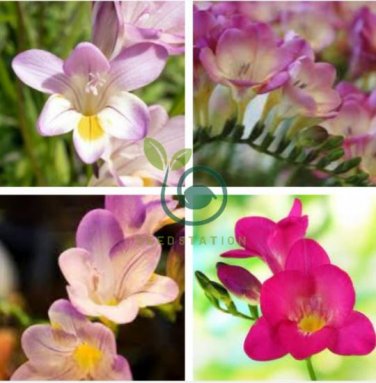 Freesia Flower 40 seeds
