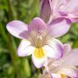 Freesia Flower 40 seeds