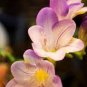 Freesia Flower 40 seeds