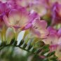 Freesia Flower 40 seeds