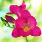 Freesia Flower 40 seeds