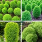 Kochia scoparia Seeds Burning Bush 1000 seeds