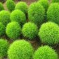 Kochia scoparia Seeds Burning Bush 1000 seeds