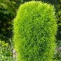 Kochia scoparia Seeds Burning Bush 1000 seeds