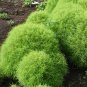 Kochia scoparia Seeds Burning Bush 1000 seeds