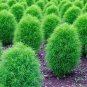 Kochia scoparia Seeds Burning Bush 1000 seeds