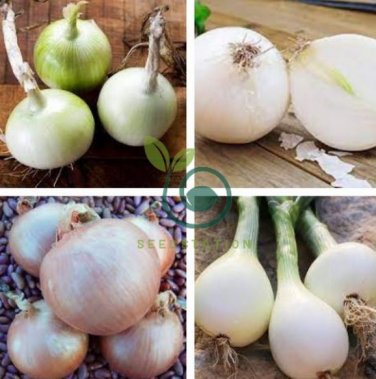 Rare Heirloom Big Round White Onion Vegetables Organic 1000 Seeds