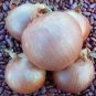 Rare Heirloom Big Round White Onion Vegetables Organic 1000 Seeds