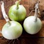 Rare Heirloom Big Round White Onion Vegetables Organic 1000 Seeds