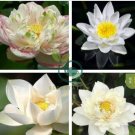 Heirloom Bonsai White Nelumbo Nucifera Lotus 2 Seeds
