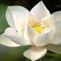 Heirloom Bonsai White Nelumbo Nucifera Lotus 2 Seeds