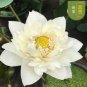 Heirloom Bonsai White Nelumbo Nucifera Lotus 2 Seeds