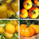 Heirloom Big Yellow Tomato 'Peking 156' Organic 600 Seeds