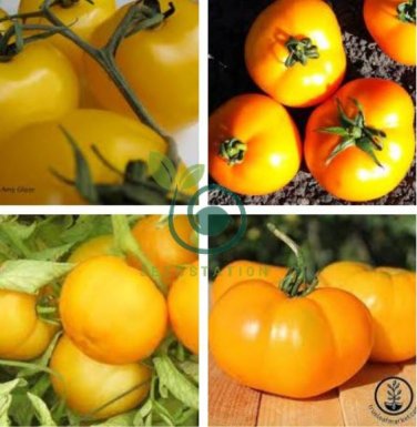 Heirloom Big Yellow Tomato 'Peking 156' Organic 600 Seeds