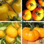 Heirloom Big Yellow Tomato 'Peking 156' Organic 600 Seeds