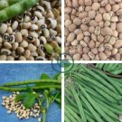 American No-bracket Cowpea 120 Seeds