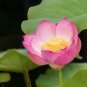 New White Purple Nelumbo Nucifera Lotus Flower 2 Seeds