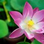 New White Purple Nelumbo Nucifera Lotus Flower 2 Seeds
