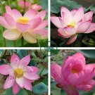 Rare Heirloom Pink Multi-pedaled Nelumbo Nucifera Pond Lotus Flower 2 Seeds