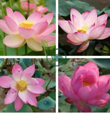 Rare Heirloom Pink Multi-pedaled Nelumbo Nucifera Pond Lotus Flower 2 Seeds