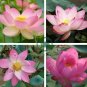 Rare Heirloom Pink Multi-pedaled Nelumbo Nucifera Pond Lotus Flower 2 Seeds