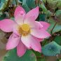 Rare Heirloom Pink Multi-pedaled Nelumbo Nucifera Pond Lotus Flower 2 Seeds