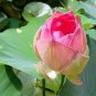 Heirloom Double Pink Nelumbo Nucifera Lotus Flower 2 Seeds