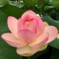 Heirloom Double Pink Nelumbo Nucifera Lotus Flower 2 Seeds