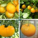 rue Variety Big Yellow Tomato 'Mr. Huang' Organic 40 Seeds