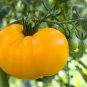 rue Variety Big Yellow Tomato 'Mr. Huang' Organic 40 Seeds