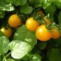 rue Variety Big Yellow Tomato 'Mr. Huang' Organic 40 Seeds