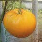 rue Variety Big Yellow Tomato 'Mr. Huang' Organic 40 Seeds