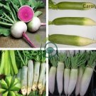 Green Radish 100 Seeds