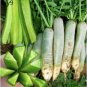 Green Radish 100 Seeds