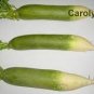 Green Radish 100 Seeds