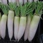 Green Radish 100 Seeds