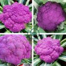 Heirloom Purple Sicily Cauliflower Organic Vegetable 40 Seeds