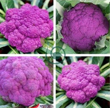 Heirloom Purple Sicily Cauliflower Organic Vegetable 40 Seeds