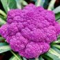 Heirloom Purple Sicily Cauliflower Organic Vegetable 40 Seeds