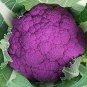 Heirloom Purple Sicily Cauliflower Organic Vegetable 40 Seeds