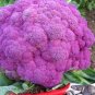 Heirloom Purple Sicily Cauliflower Organic Vegetable 40 Seeds