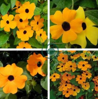 Thunbergia Alata Flower 20 Seeds