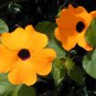 Thunbergia Alata Flower 20 Seeds