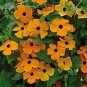 Thunbergia Alata Flower 20 Seeds
