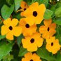 Thunbergia Alata Flower 20 Seeds